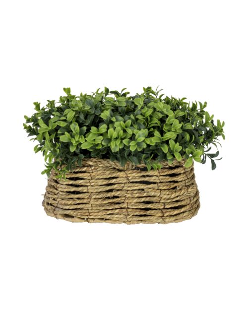 Planta decorativa con base ancha